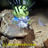 /home//u458753944/public_html/sourcegallery//Roxborough Toad Detour/2013-2019/2018/2018-04-28/P4280034.JPG